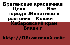 Британские красавчики › Цена ­ 35 000 - Все города Животные и растения » Кошки   . Хабаровский край,Бикин г.